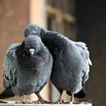 ¿Son realmente las palomas una plaga urbana?