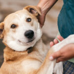 ¿Son capaces los animales de sentir y expresar emociones?