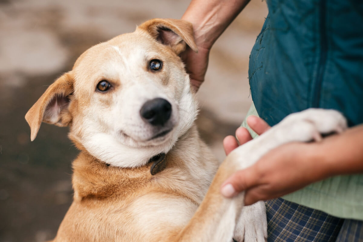 En este momento estás viendo ¿Son capaces los animales de sentir y expresar emociones?